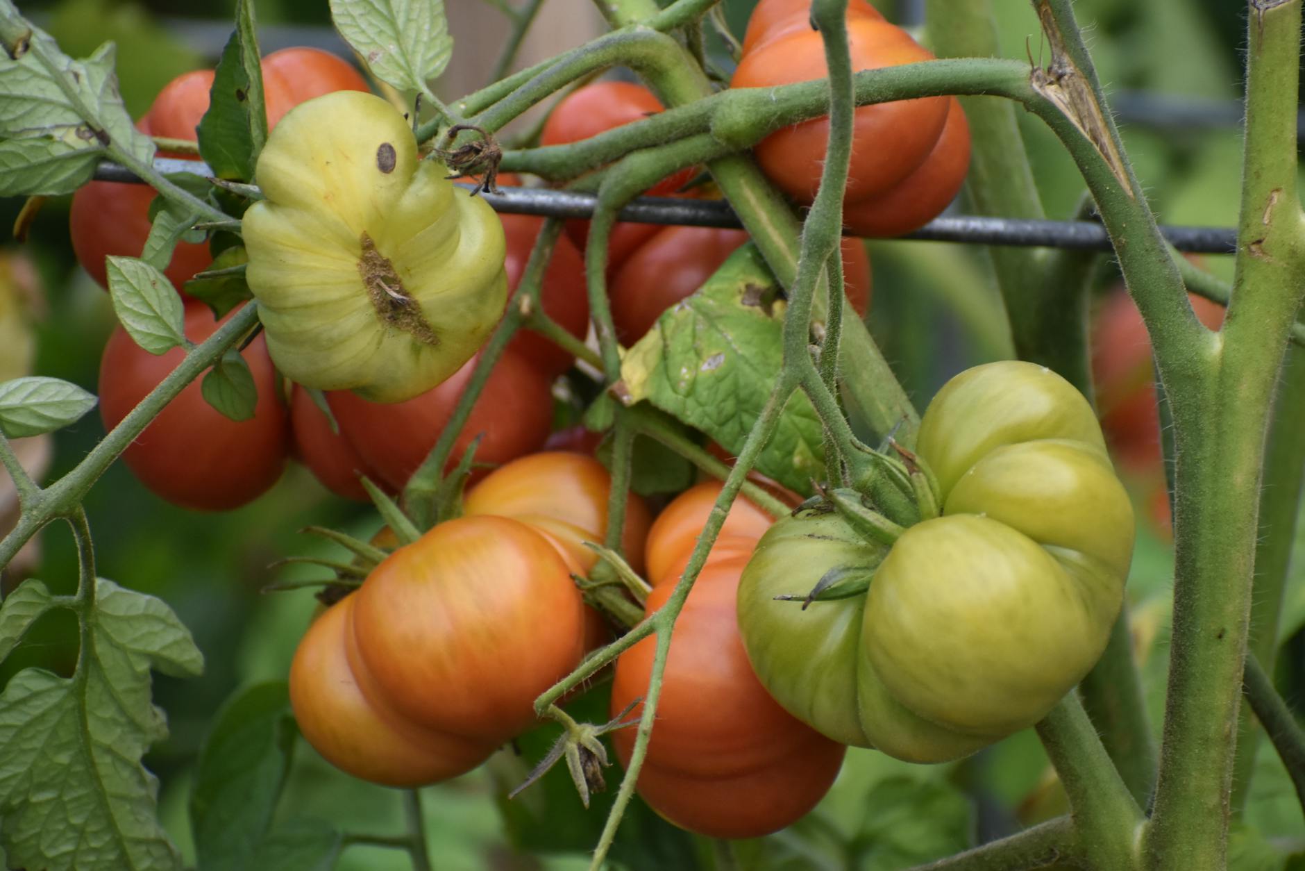 How Do Rotten Tomatoes and IMDb Rating Systems Actually Work?