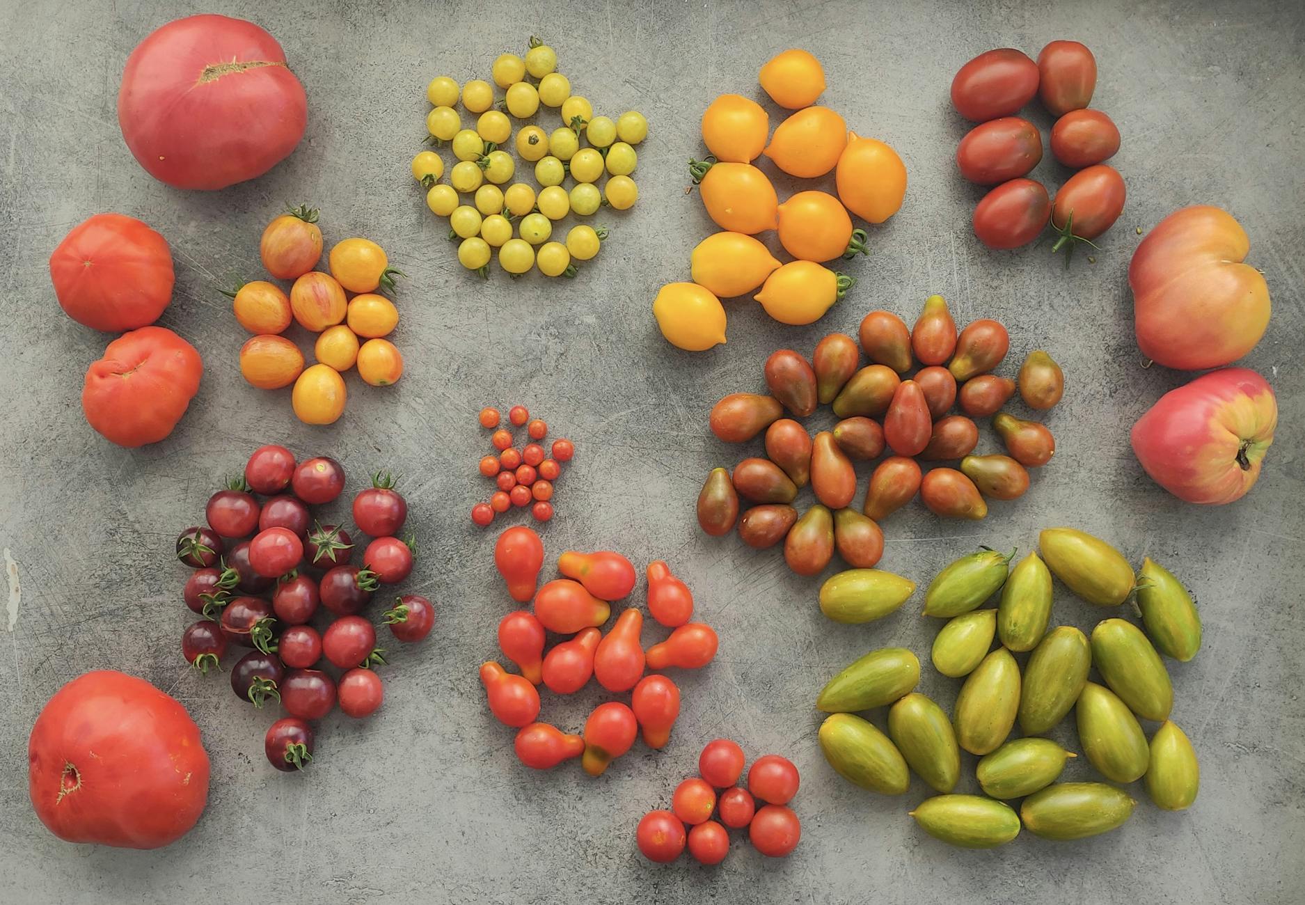 Rotten Tomatoes and Multi-Platform Critical Reception