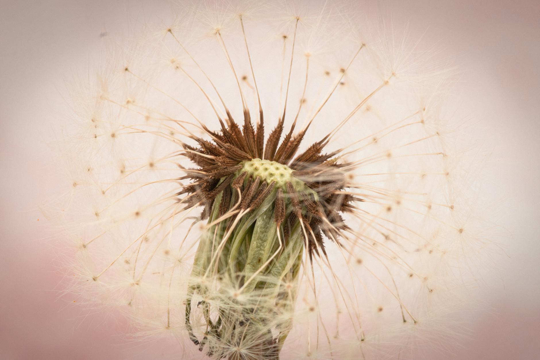 How Does the One Wish Willow Actually Work?