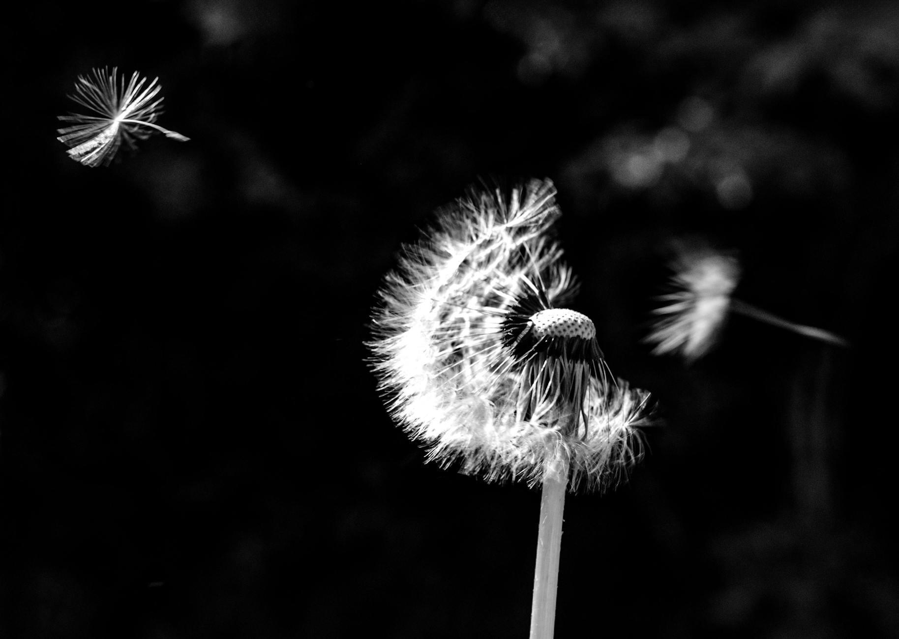 How the One Wish Willow's Power Creates the Tragedy