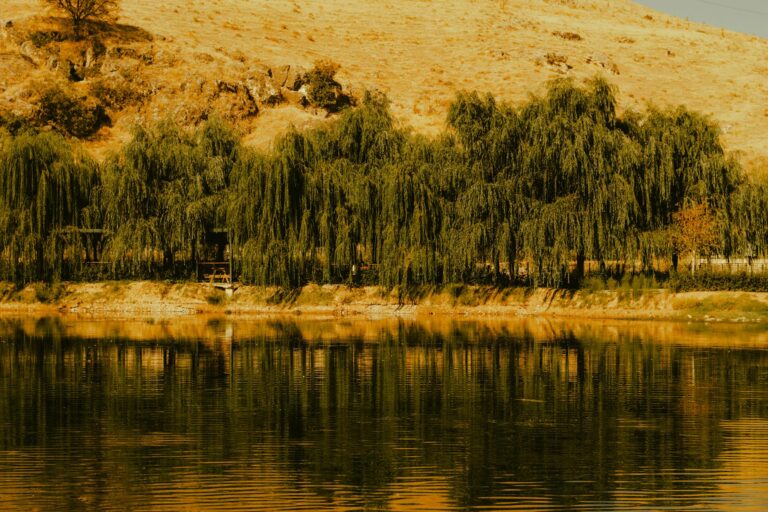 Obsession One Wish - Obsession One Wish Willow Explained: What The Supernatural Object Means