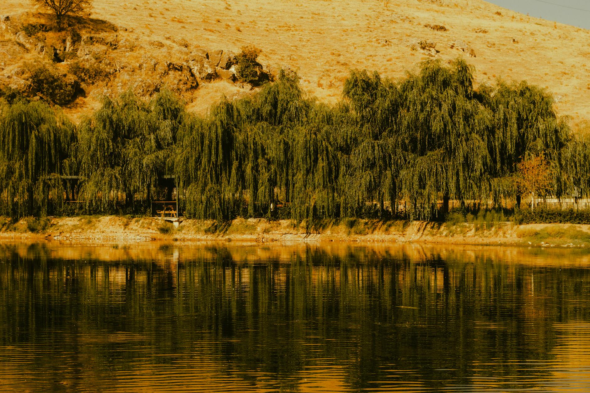 Obsession One Wish - Obsession One Wish Willow Explained: What The Supernatural Object Means