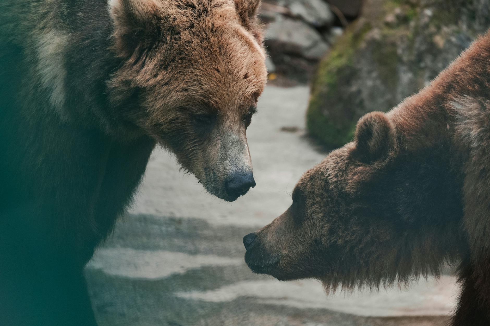 Understanding Bear's Villainy and Nikki's Monstrosity