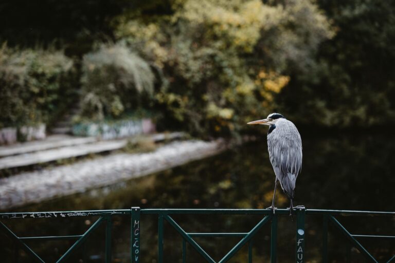 Imdb Rating Boy - What Is the IMDb Rating for The Boy and the Heron