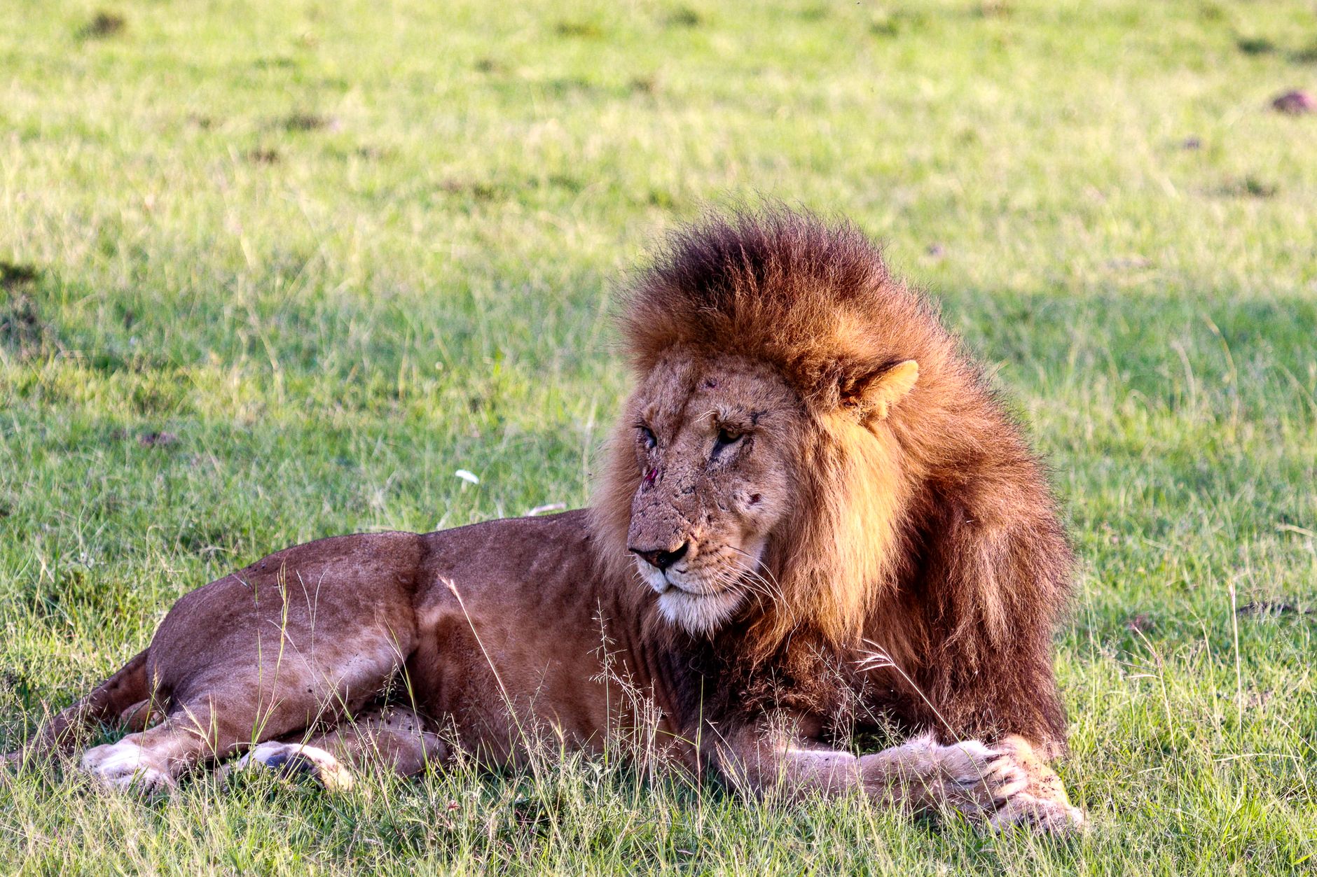 Mufasa: The Lion King Cast Guide: Who Voices Each Character? - Featured image