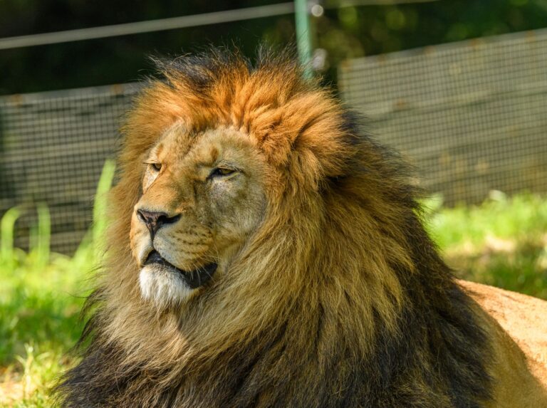 Mufasa: The Lion King Ending Explained: What Happens To Mufasa? - Featured image