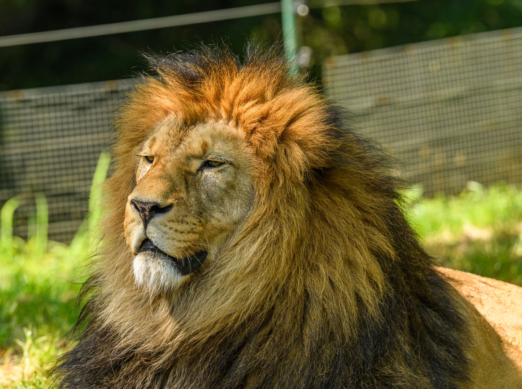 Mufasa: The Lion King Ending Explained: What Happens To Mufasa? - Featured image