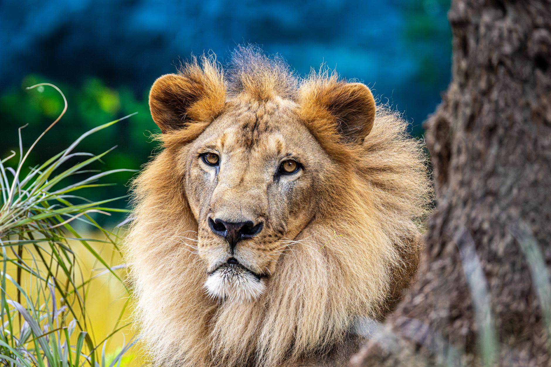 Mufasa: The Lion King Similar Disney Movies To Watch Next - Featured image