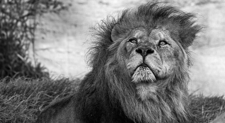 Mufasa: The Lion King Timeline Explained Before The Lion King - Featured image
