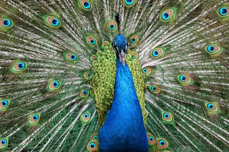 Peacock June 2026 - Peacock June 2026: Search Questions Movie Fans Are Asking