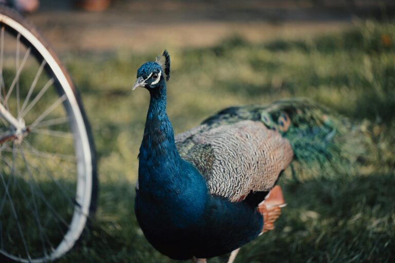 Peacock June 2026 - Peacock June 2026: Where to Watch and What to Expect