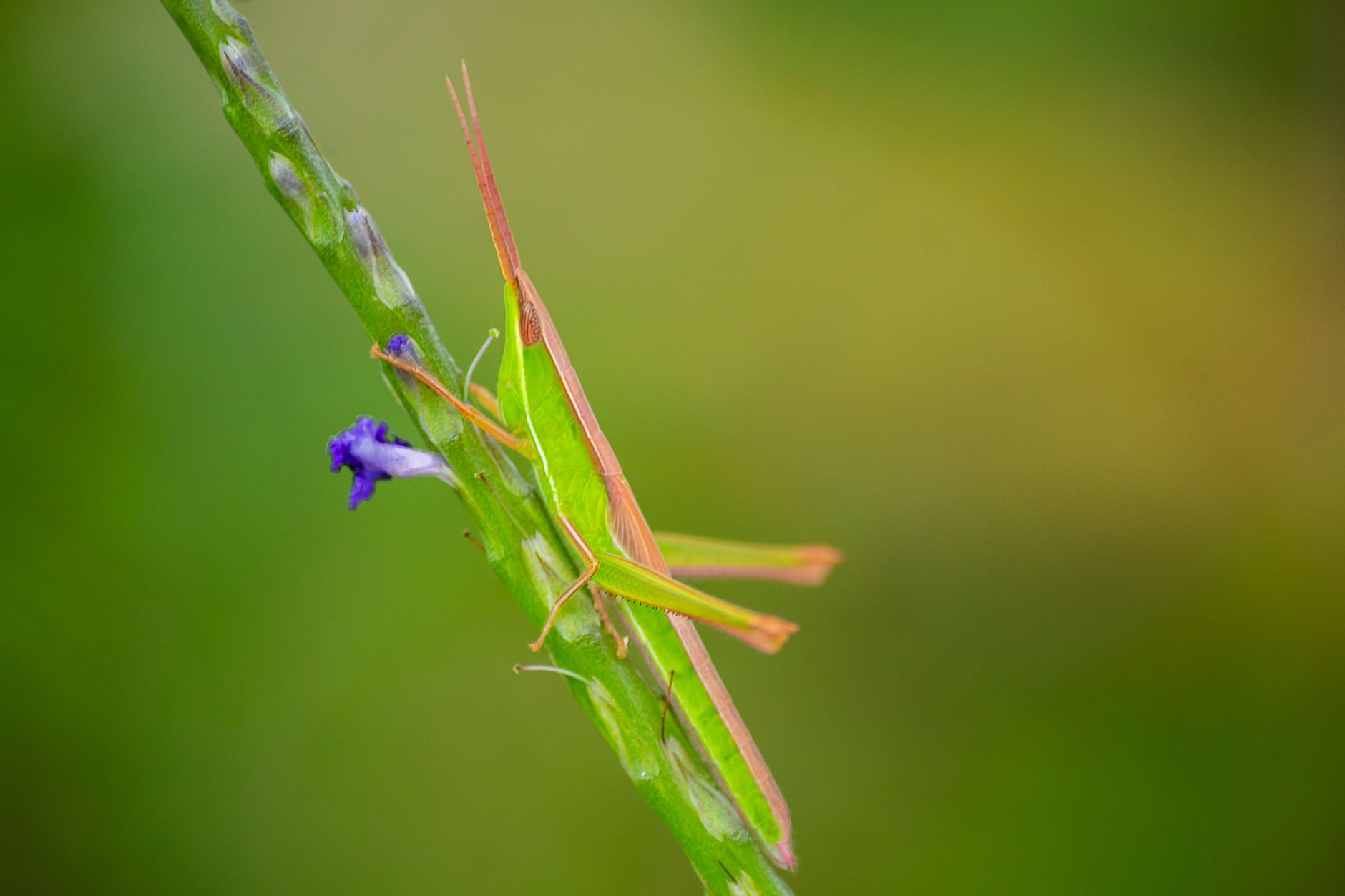 What Are Critics Actually Saying About Longlegs?