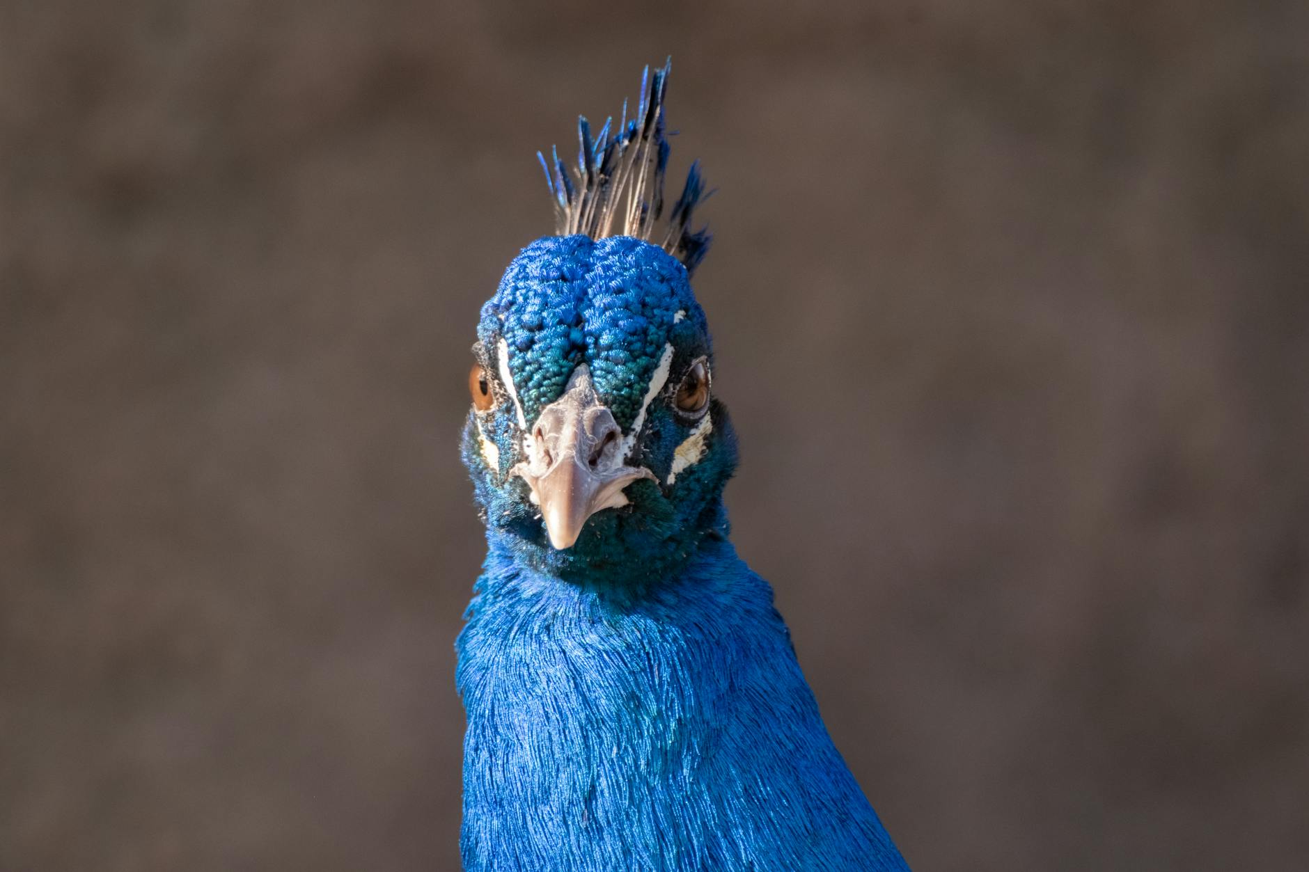 Movies New Peacock - What Movies Are New on Peacock in June 2026?