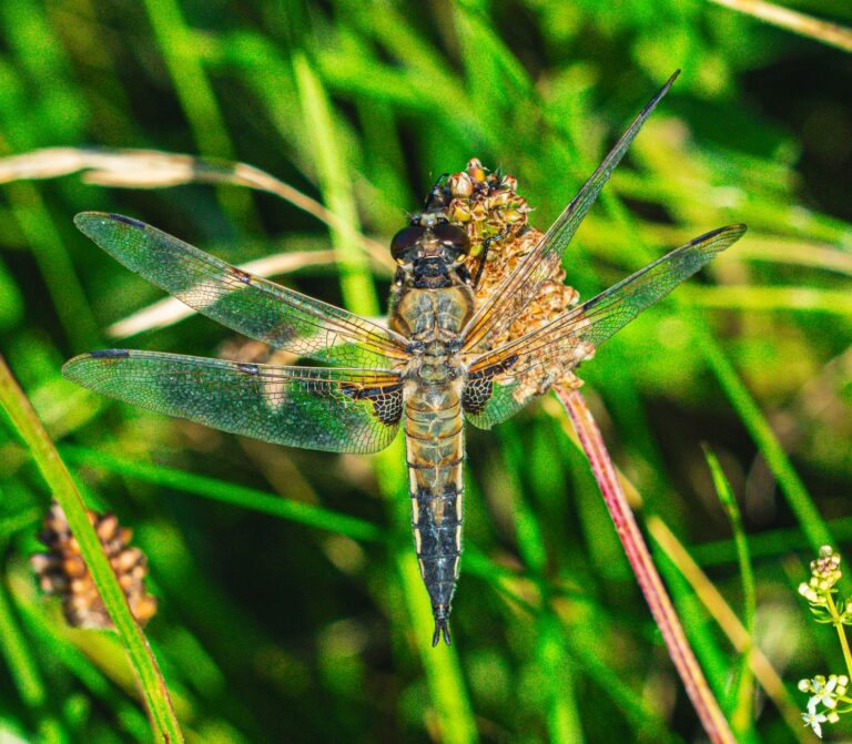 When Is Swallowtail & Dragonfly Coming Out? - Featured image