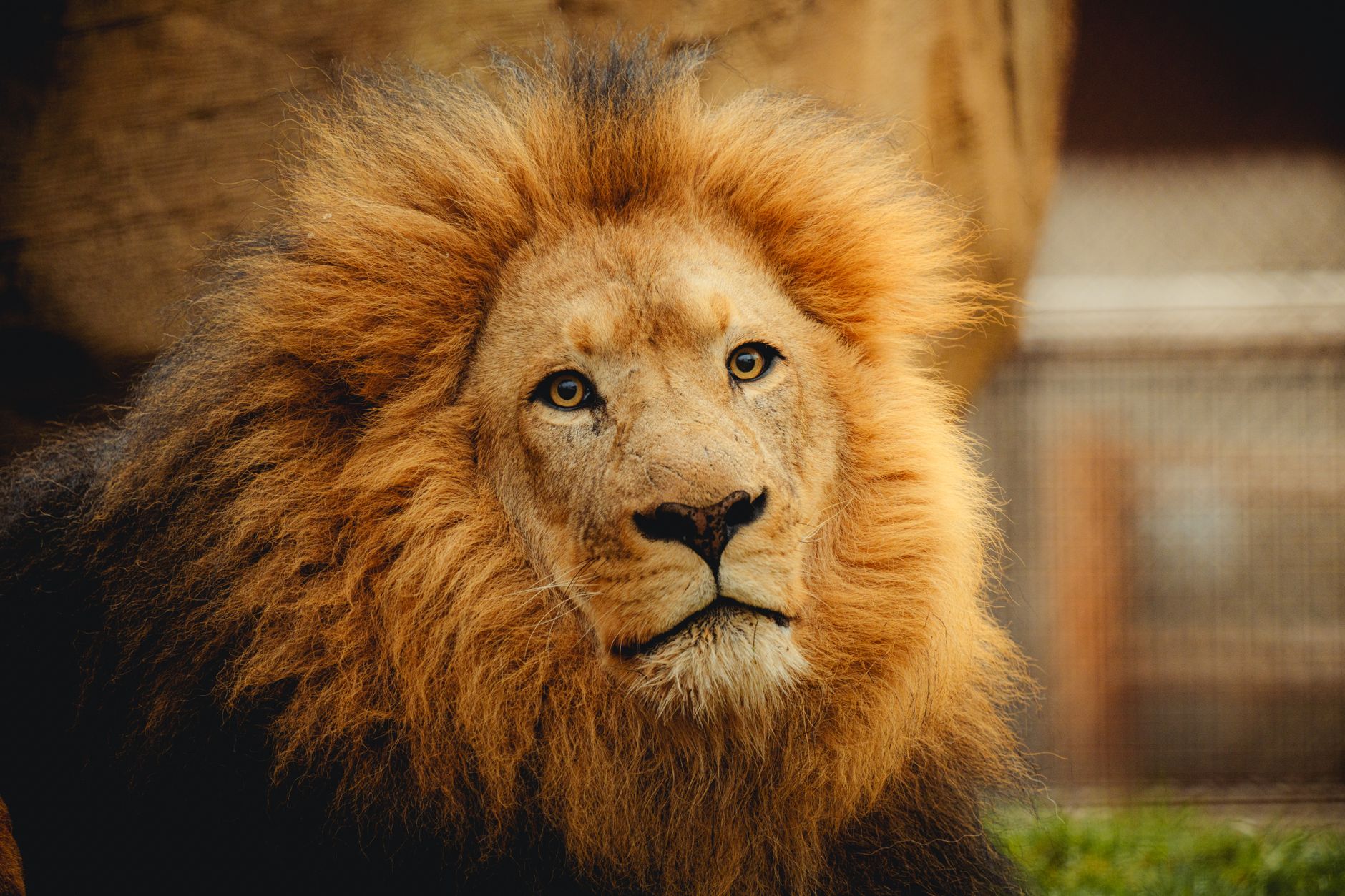 Why Mufasa: The Lion King Still Trends - Featured image