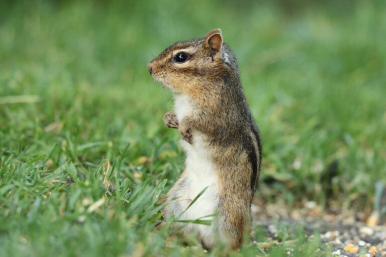 Alvin and the Chipmunks Ending Scene Explained - Featured image