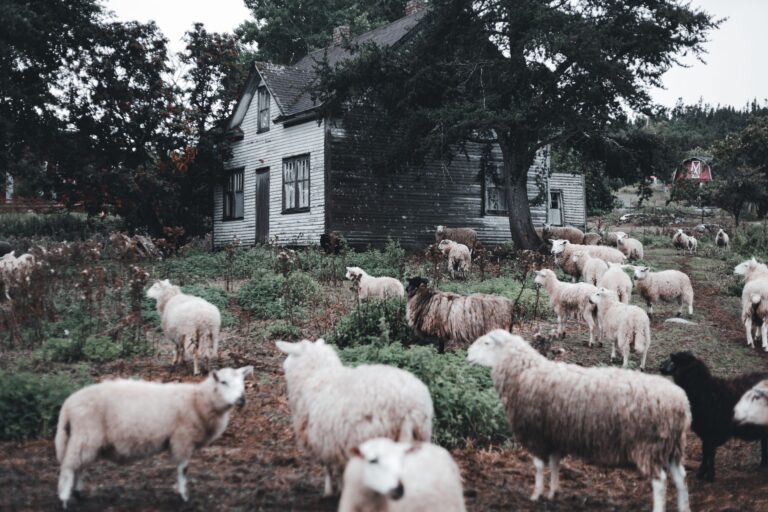 Animal Farm Opening Sequence Breakdown - Featured image