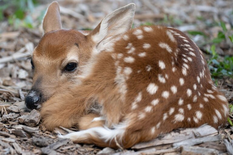 Bambi Emotional Turning Point Scene - Featured image