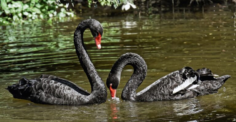 Black Swan Twist Reveal Scene Explained - Featured image