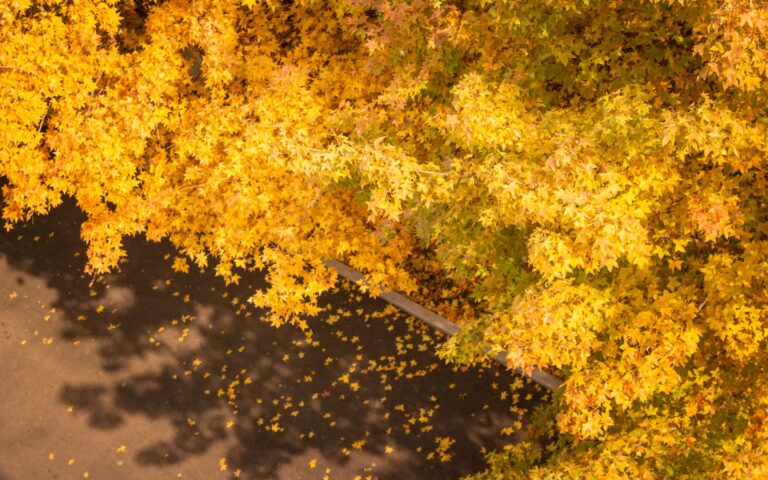 Cheyenne Autumn Most Iconic Scene Explained - Featured image