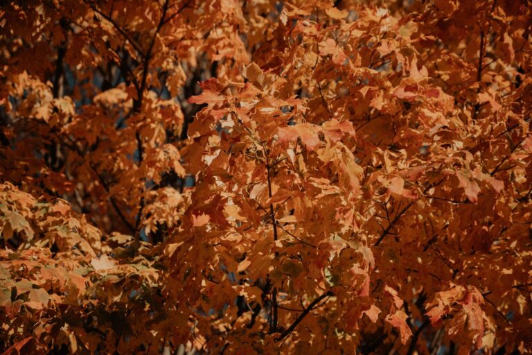 Cheyenne Autumn Opening Sequence Breakdown - Featured image