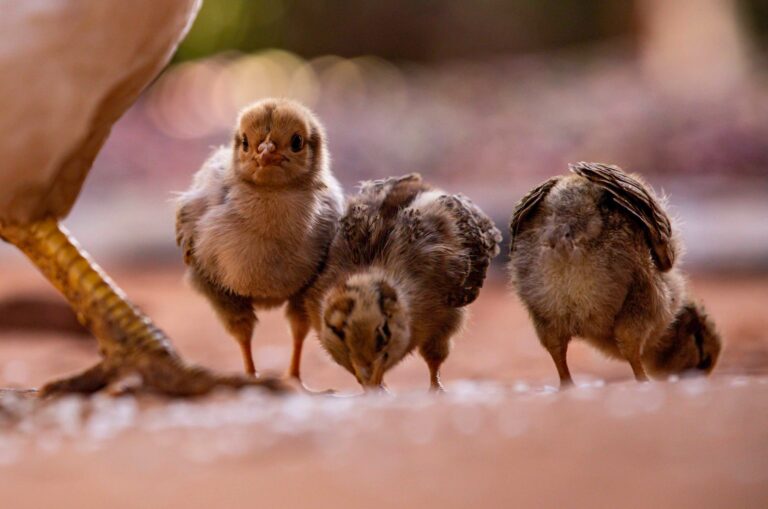 Chicken Little Final Scene Explained - Featured image