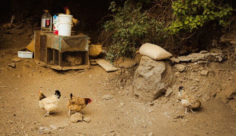 Chicken Run: Dawn of the Nugget Confrontation Scene Breakdown - Featured image