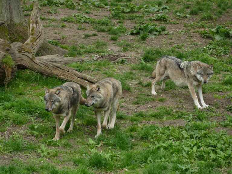 Dances with Wolves Emotional Turning Point Scene - Featured image