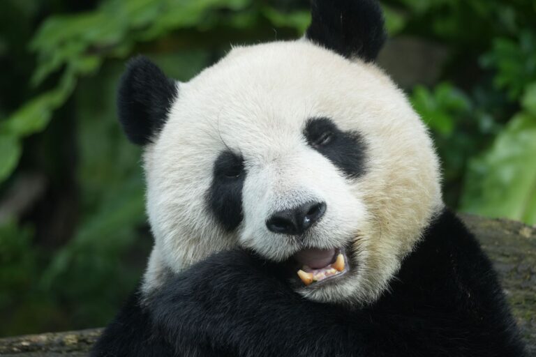 Kung Fu Panda 2 Twist Reveal Scene Explained - Featured image