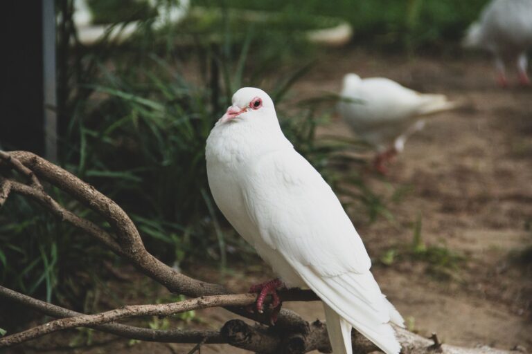 Lonesome Dove Final Scene Explained - Featured image