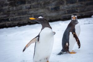 Mr. Popper's Penguins Confrontation Scene Breakdown - Featured image