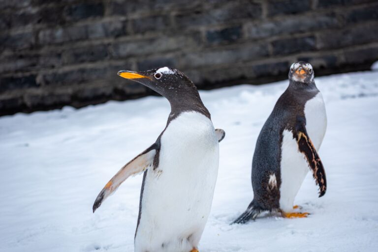 Mr. Popper's Penguins Confrontation Scene Breakdown - Featured image