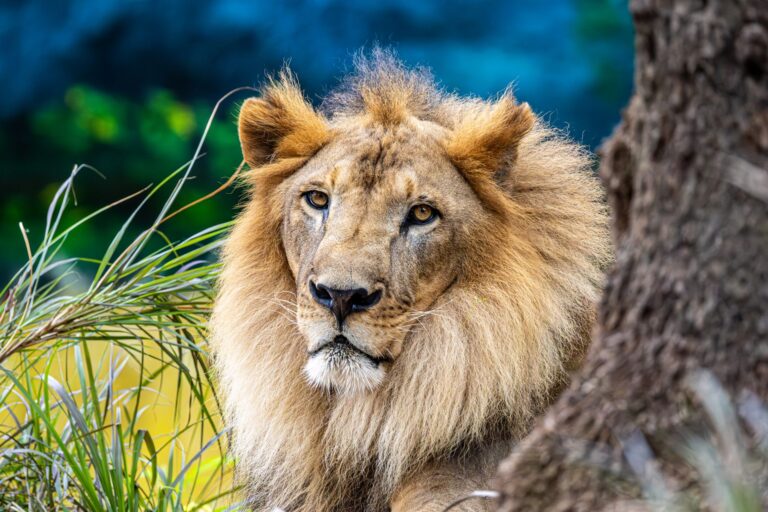 The Lion King Ending Scene Explained - Featured image