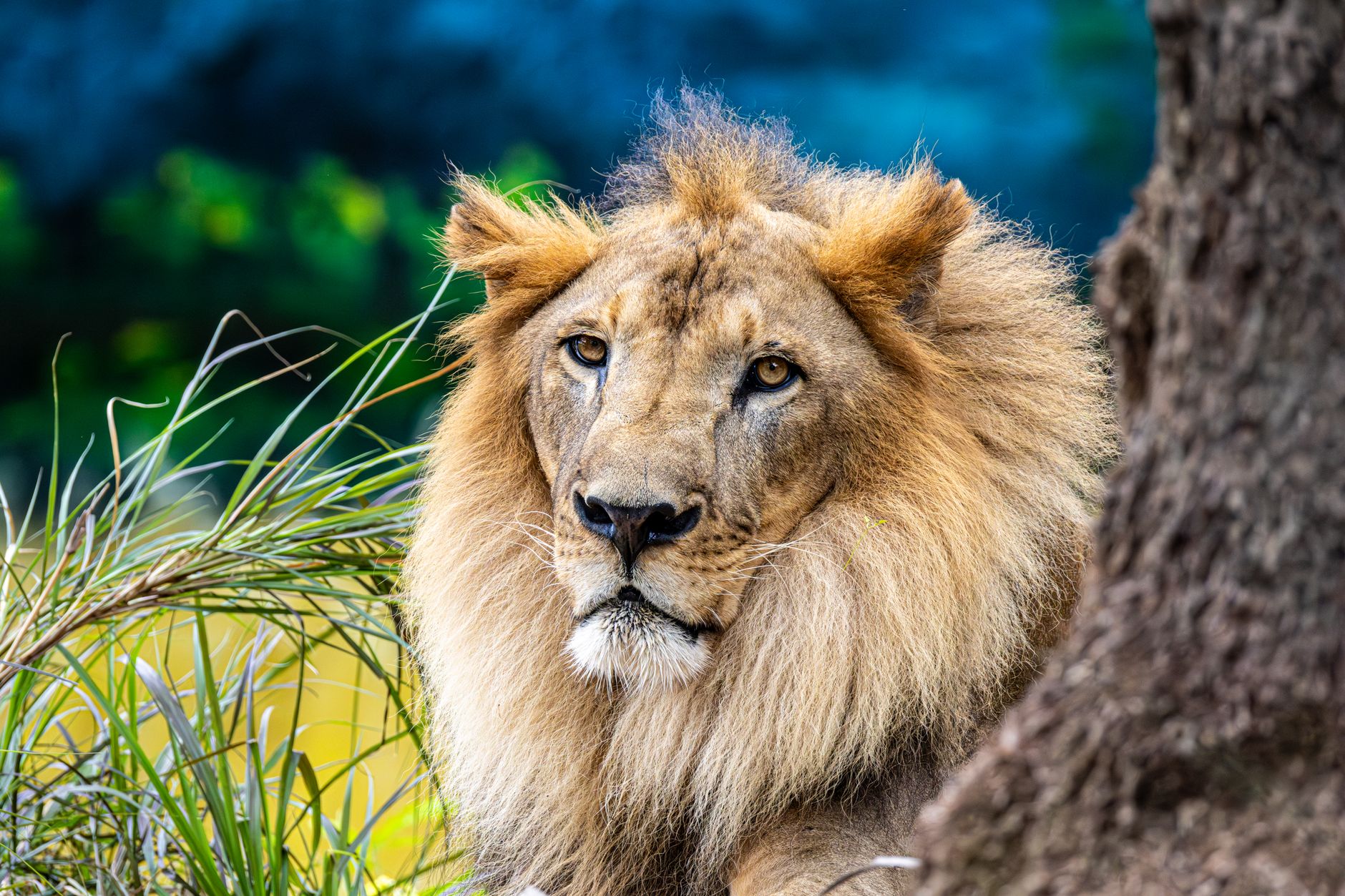 The Lion King Opening Scene Explained - findthismovie.com