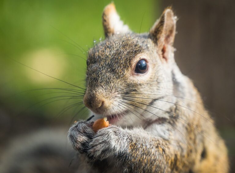 The Nut Job 2: Nutty by Nature Final Scene Explained - Featured image