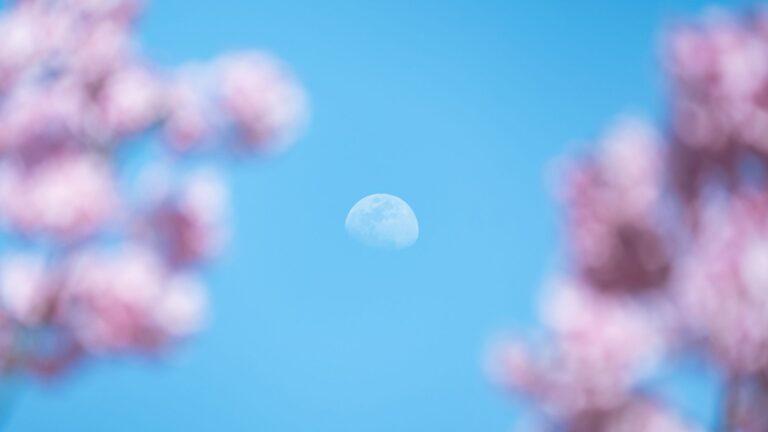 Under the Cherry Moon Climax Scene Explained - Featured image
