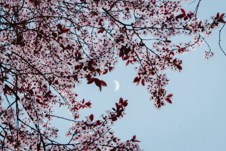 Under the Cherry Moon Climax Scene Explained - Featured image