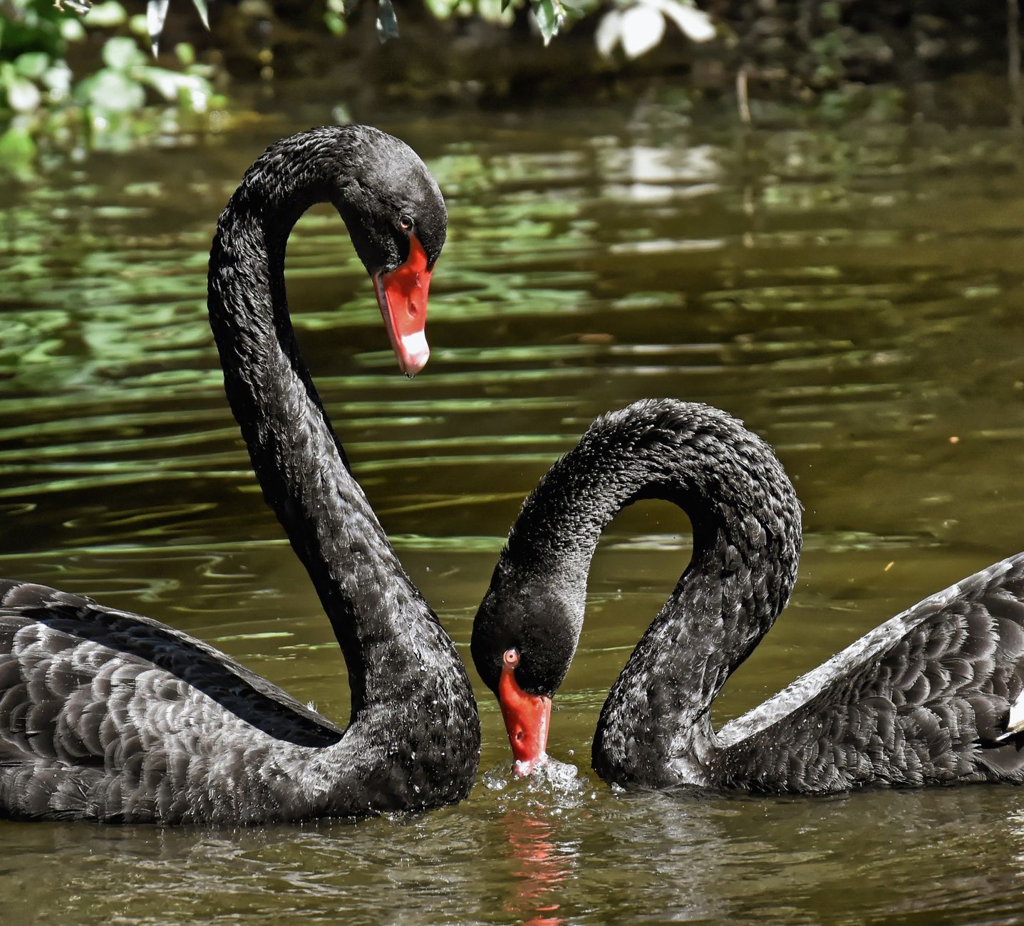 Black Swan (2010) Box Office: Budget and Expansion From Limited Release - Featured image