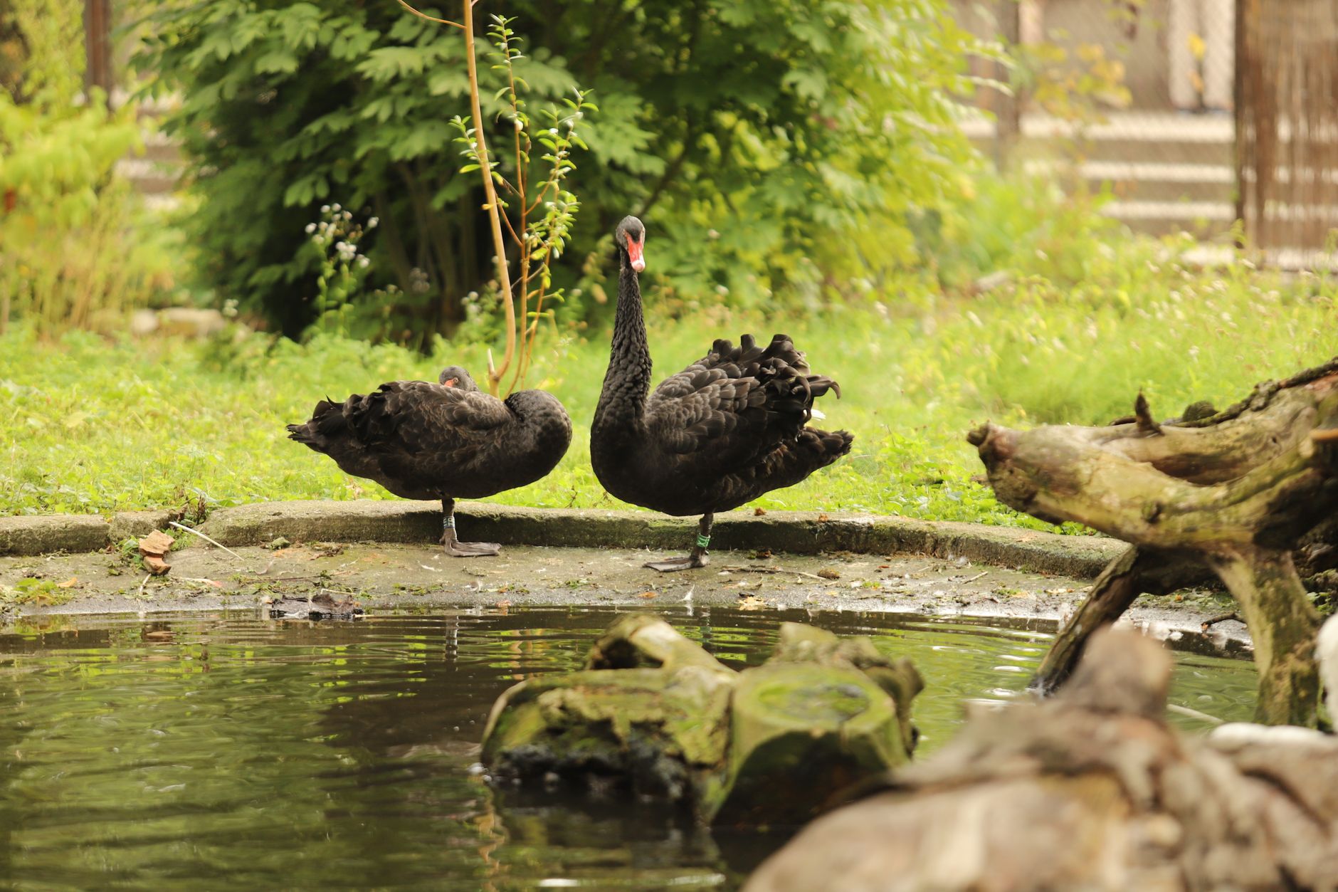 Black Swan (2010) Movie Plot and Ending Explained: What Happens and What It Means - Featured image