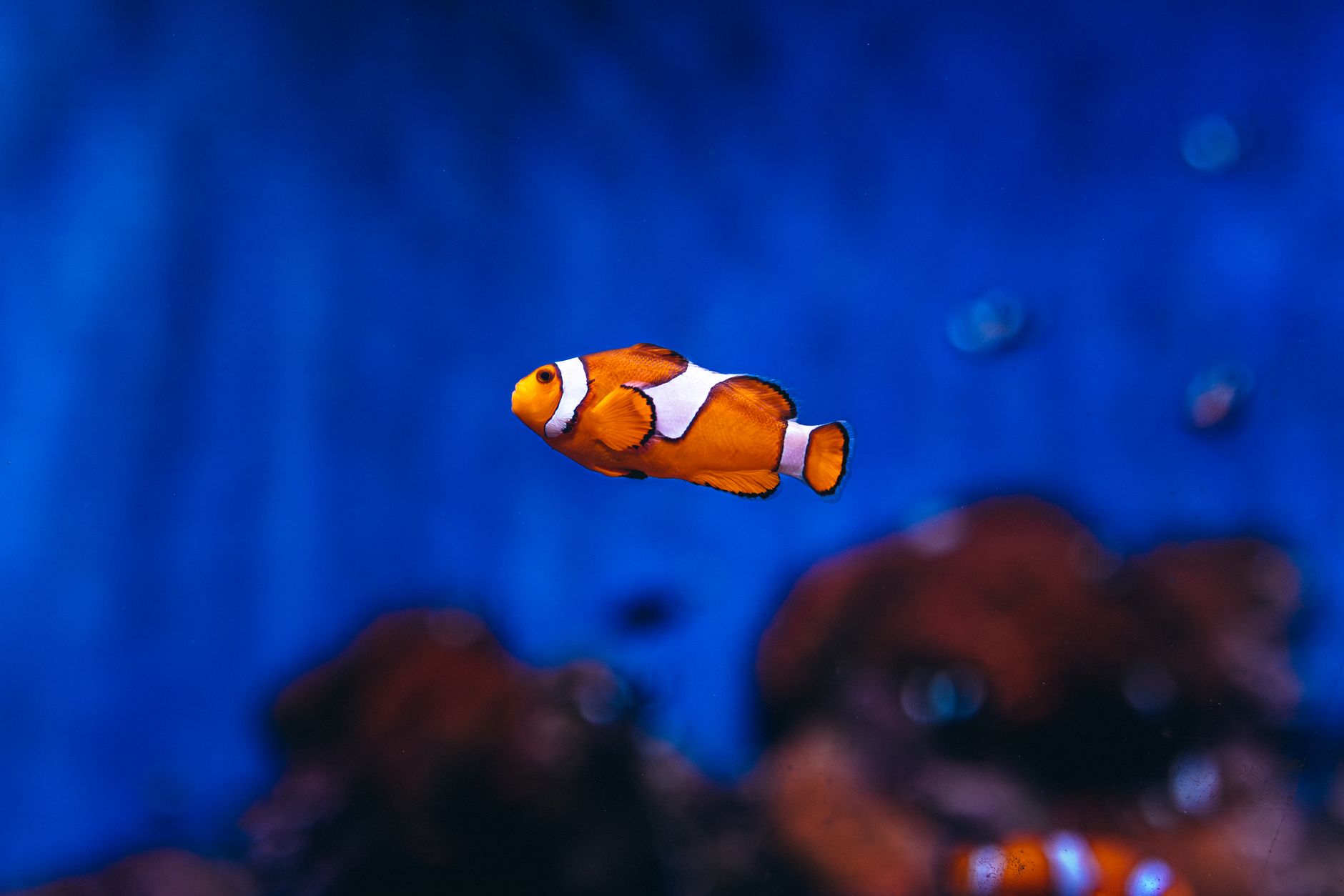 Finding Nemo (2003) Movie Plot and Ending Explained: What Happens and What It Means - Featured image