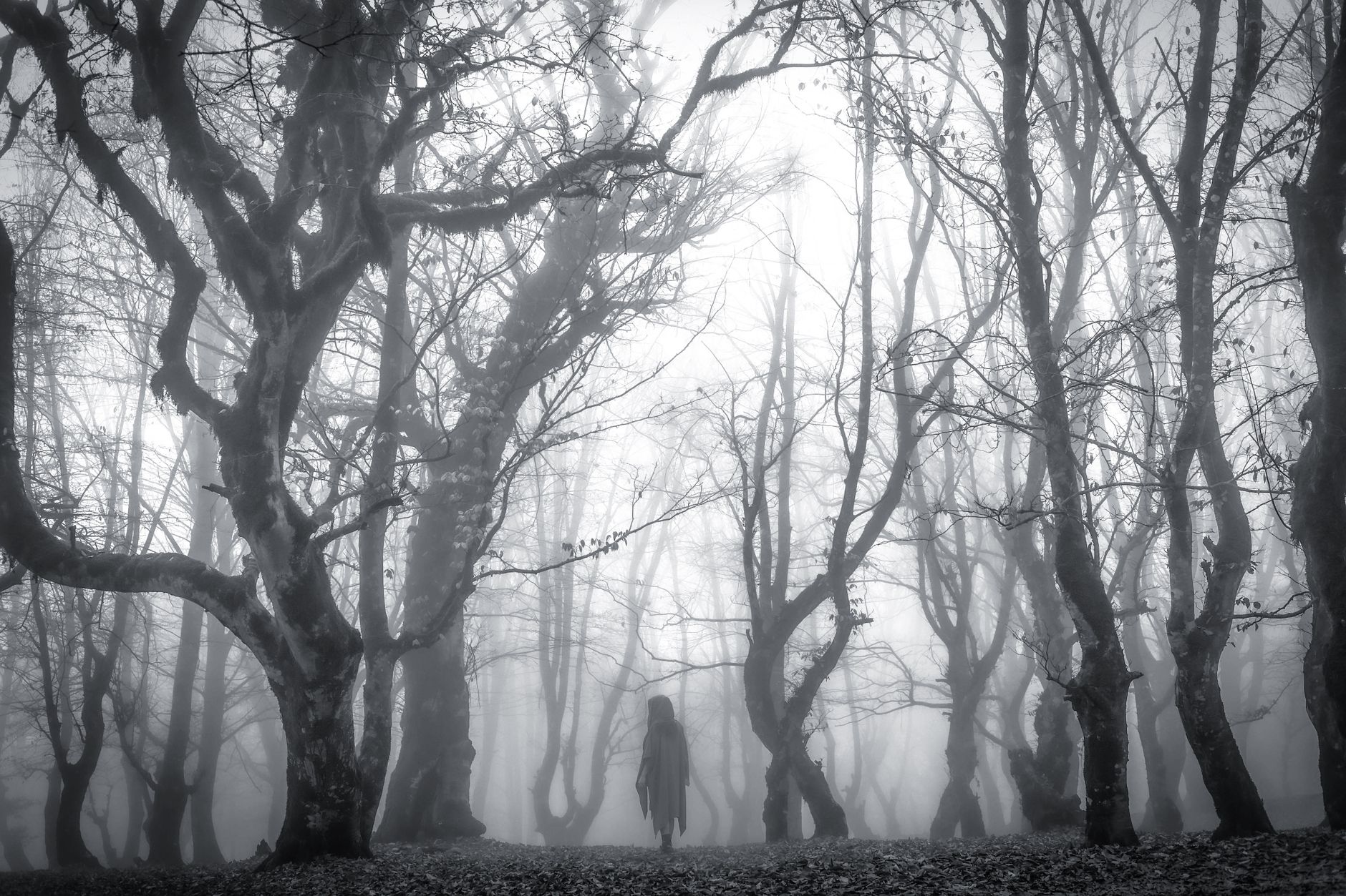 The Blair Witch Project Box Office: Budget Estimates and Worldwide Gross - Featured image