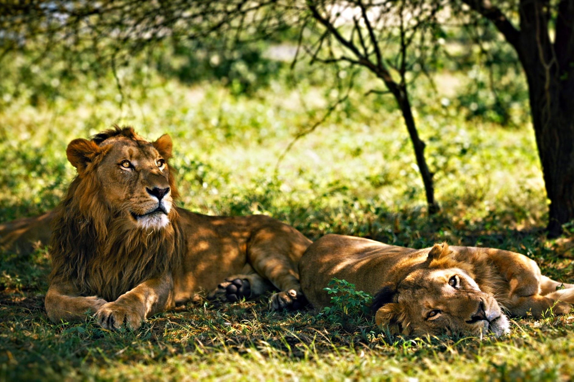 The Lion King (1994) Movie Parents Guide: Age Rating, Violence, Language, Sexual Content, and Scary Scenes - Featured image