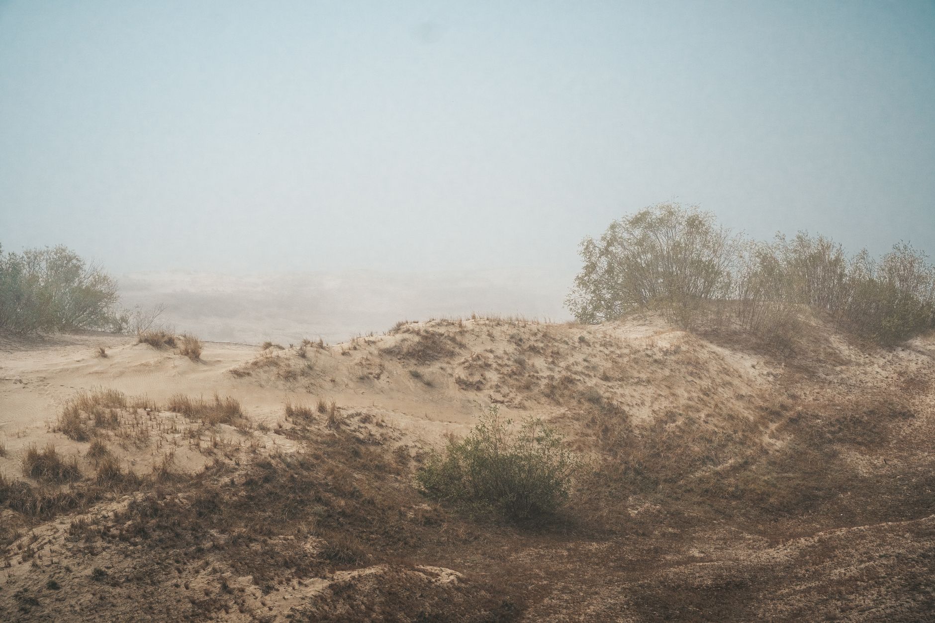 A serene view of a foggy desert with sparse vegetation, showcasing dunes and dry shrubs.
