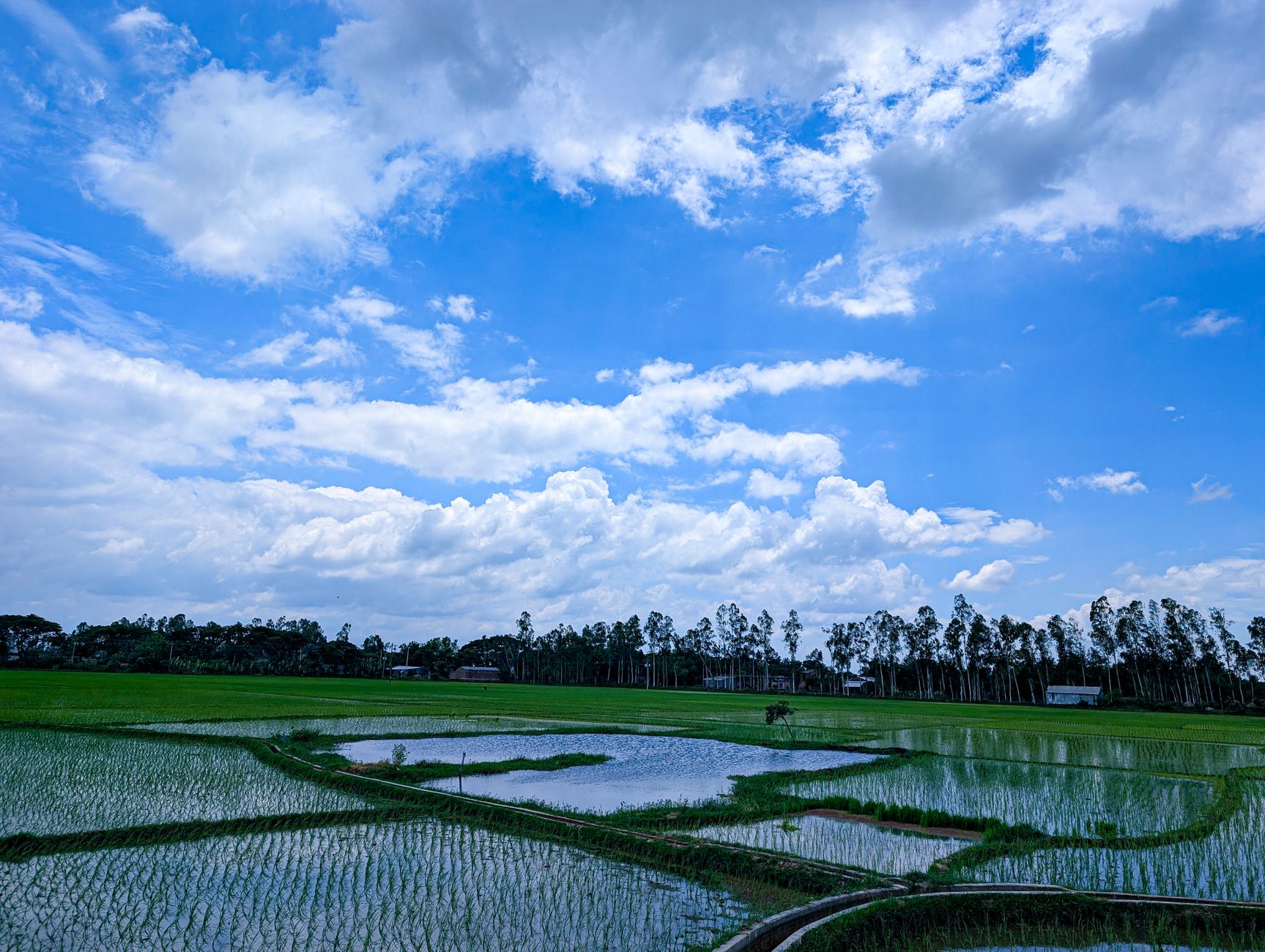 Lush green rice fields stretch under a vibrant blue sky dotted with clouds.