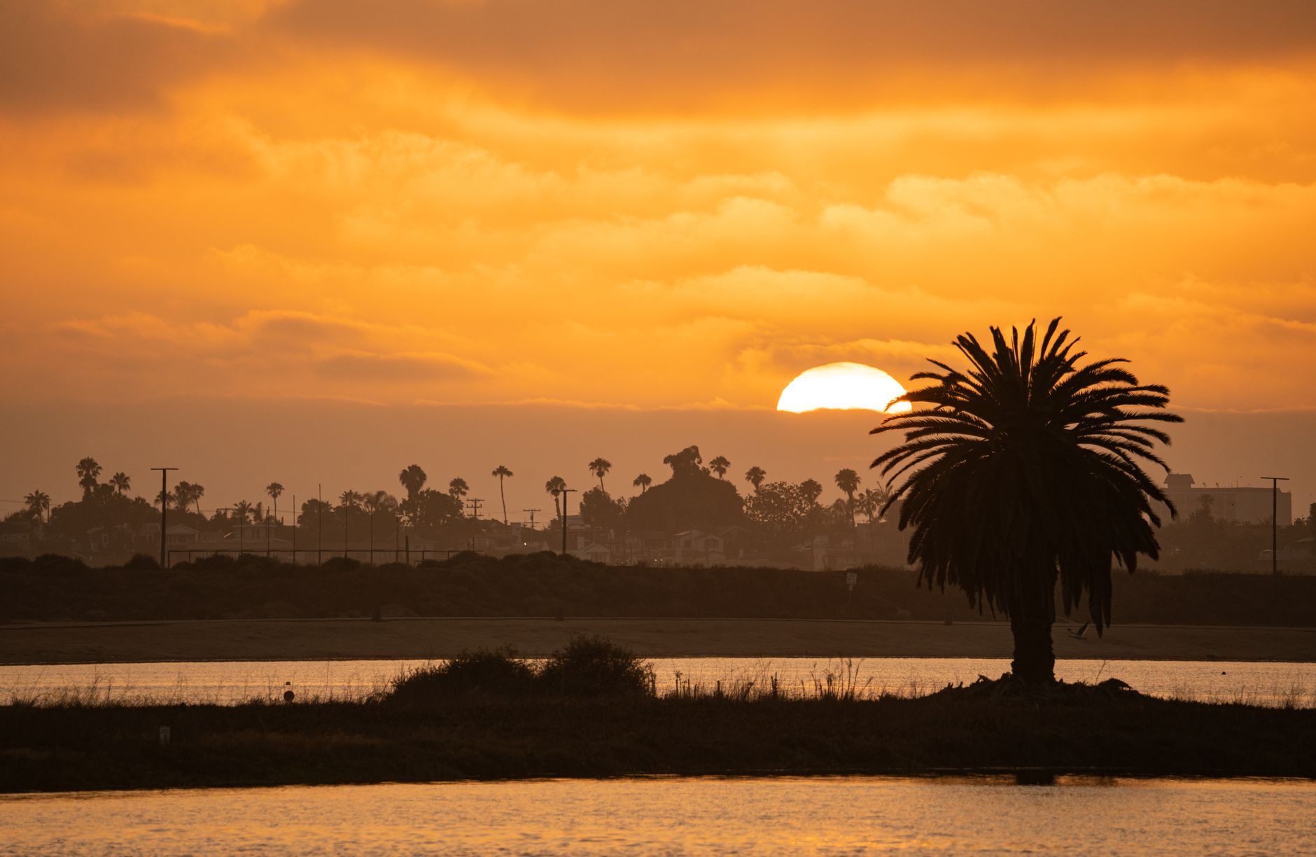 Serene sunset view in San Diego with silhouetted palm trees and vibrant orange sky.
