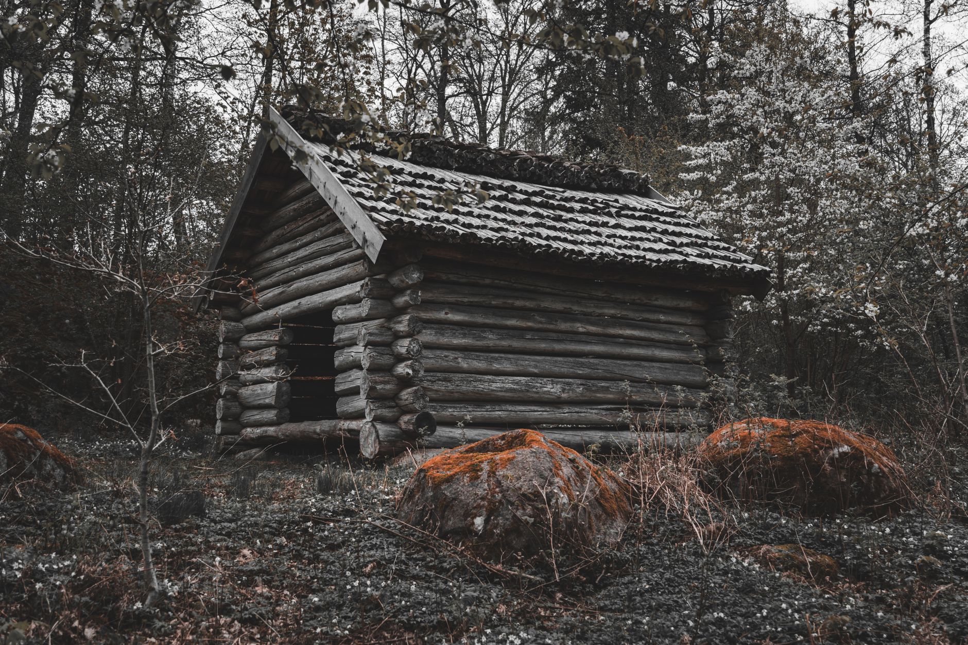 A vintage log cabin surrounded by dense forest undergrowth and large rocks in a moody setting.