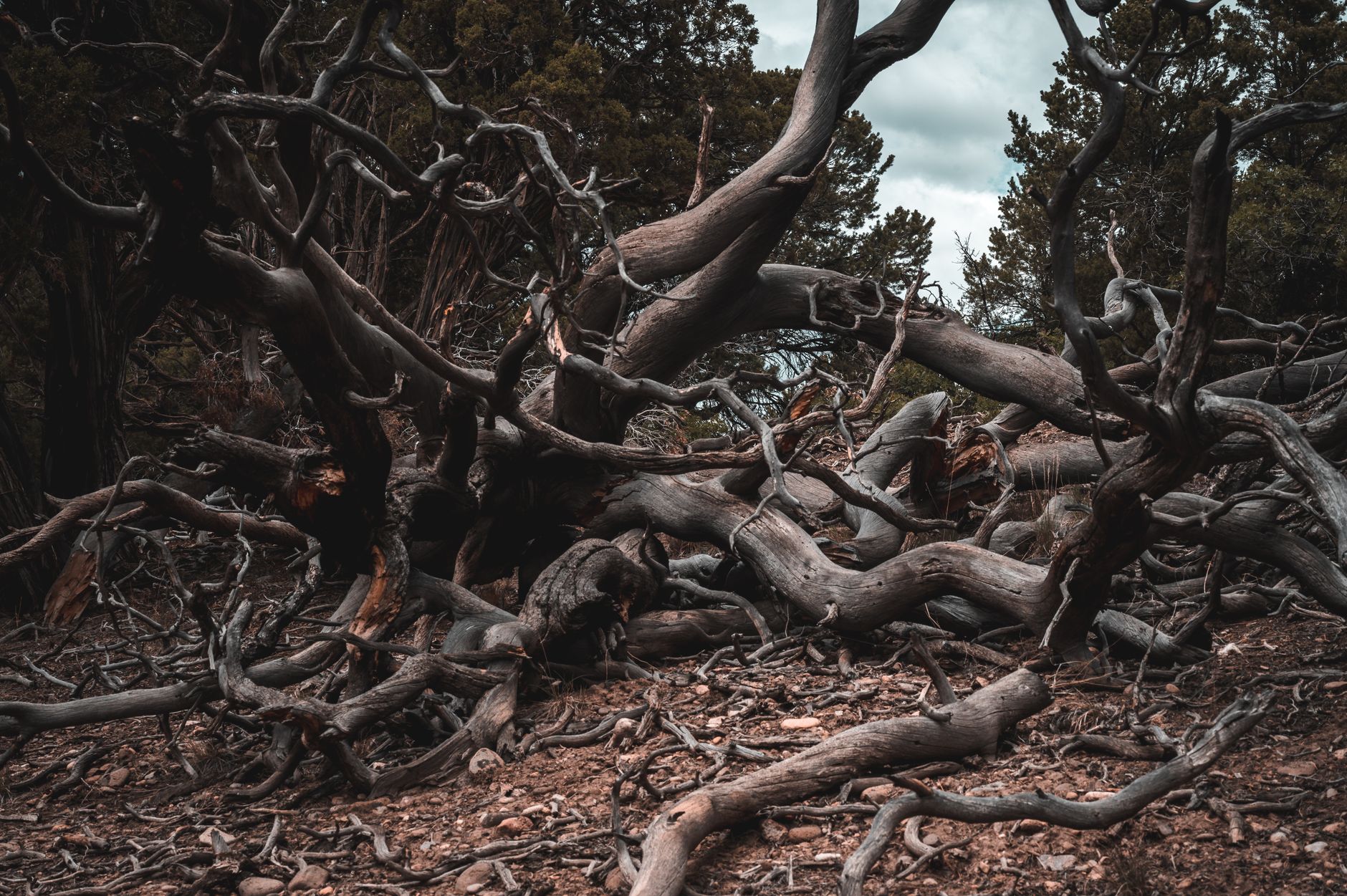 A complex network of twisted, fallen tree branches in a forest setting under an overcast sky.